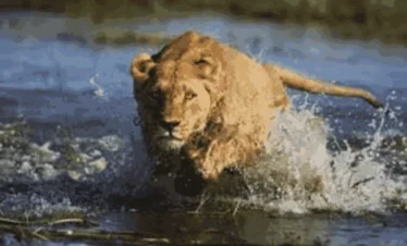Al Ain Zoo